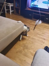 Cat-Stick Toys-Set Teaser Funny Kitten Training-Rod Pet-Supplies Exercise Pets Retractable