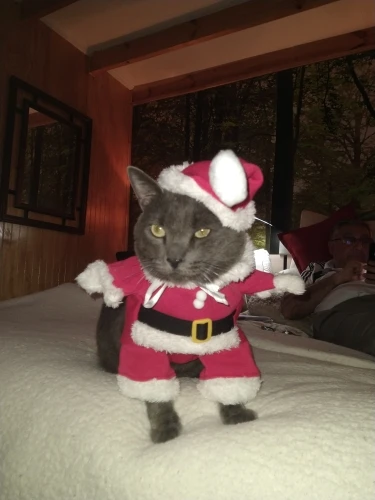 Новогодняя Одежда Для Кошек