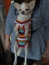 Gato bolsa frente mochila portador de chihuahua de perro de peluche mochila perros pequeños de mascotas productos para mascotas perros chien