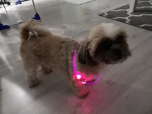 Alta calidad 1 Uds Multi-color LED Collar de perro ajustable mascota de seguridad nocturna Collar luminoso luz perro brillante Collar Correa