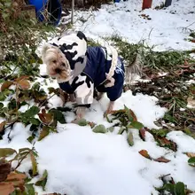 Coats Jacket French Bulldog Waterproof Pet-Dog Small-Dogs Chihuahua Winter Warm for Pets-Clothing