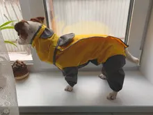 Mono impermeable para perro mascota, ropa impermeable para exteriores, mono con capucha para perros pequeños y grandes, capa impermeable, Bulldog francés
