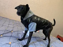 Hoodies Jacket Puppy French-Bulldog Small Dogs Waterproof Dog Chihuahua Winter Autumn