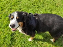 Perro suministros nailon mascota perros arnés Collar de Pet de alta calidad productos harnais pour chie para grandes Grande Mediano pequeño arnés de perro