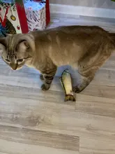 Pet Soft Plush Creative 3D Carp Fish Shape Cat Toy Gifts Catnip Fish Stuffed Pillow Doll