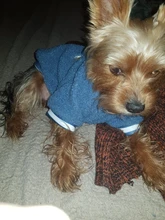 Pet-Outfits Hoodie Daisy-Letter Yorkies Blue Winter Fashion Cute Boy Velvet Ropa Perro