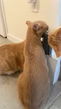 Comb Brush Cat-Product Cat-Massage Self-Groomer Corner Tickling The-Face with Rubs