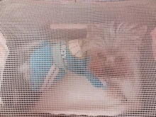 Dog-Carrier-Bags Airline Pet-Cat-Dog-Backpack Portable Cats Small Dog for Approved