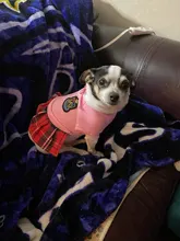 Ropa de pareja para Perro, uniforme de Mascota, Ropa para perros pequeños y medianos, disfraz de Chihuahua, camiseta para cachorro, Ropa para perros, Ropa para Perro