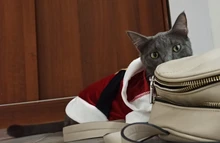 Costume Jackets Yorkie-Outfit Cat-Clothing Puppy Small Dogs Coat Hooded Pet-Dog Winter Dog