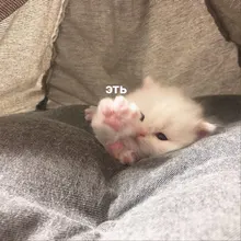 SHIDISHANGPIN-pegamento para pestañas, 1 Uds., 5ML, Negro claro, pestañas de visón, herramientas cosméticas