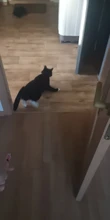 Juguete para gatos, juguete Gato creativo y divertido, puntero LED, pluma de luz con animación ratón brillante
