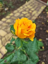 Ratón inalámbrico para Gaming, ergonómico, 2,4 GHz, USB, óptico, para ordenador, PC y portátil