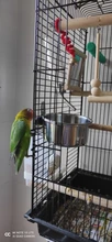 Jaula colgante de acero inoxidable para pájaros alimentador de comida bebida para periquito, Lovebird