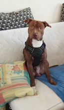 Vest Harness Pet-Dog No-Pull SUPREPET Nylon Adjustable for Large Medium