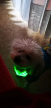 USB Rechargable Dog LED Flashing Collar Pet Cat Luminous Collar Glowing Necklace Outdoor