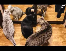 Natural Catnip Toys For Cats Crazy Healthy Cat Toys For Kitten Edible Treating Cleaning