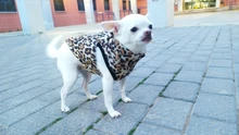 Ropa de invierno para mascotas, atuendo con chaleco cálido para perros pequeños, abrigo para perro, Chihuahua acolchado, a prueba de viento, 20