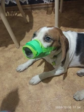 Dog-Muzzle Dog-Accessories Pet-Mouth Dogs Small Anti-Barking Nylon Adjustable for Large