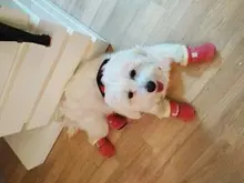 Botas impermeables para perros, zapatos para perros, antideslizantes, para cachorro, gato, lluvia, nieve, calzado para perros pequeños, Chihuahua, 4 Uds.