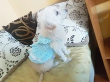 Dress Pet-Clothing Puppy-Cat-Dresses Chihuahua Princess Yorkshire Dogs Small Medium 