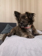 Dog-Collar Id-Plate Engraved Dogs Pitbull Custom Personalized Padded with Tag 2-Layers