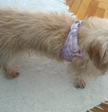 Vest Necklace Harnesses Leash-Set Lead Puppy-Kitten-Collars Dog Pug Adjustable Chihuahua