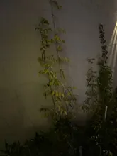 Malla de poliéster de 5/10m, red Loofah para flores de vid Morning Glory, plantas de jardín, Red de escalada, soporte para cultivo de enredadera de pepino