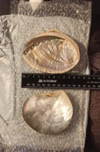 Soap-Dish Seashell Jewelry Nautical-Decor Aquarium Beach 5-Sizes