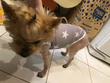 S-XL sin mangas con estampado a la moda para perros pequeños, chaleco cómodo con estampado de corazón para perros y cachorros, ropa de mascotas de alta calidad