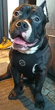 Leash Seat Dog-Leads-Belt Dog-Harness Pet Bulldog-Labrador Safety Small French Medium