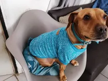 Ropa de invierno para perro, abrigo cálido para cachorro, chaqueta para mascota, ropa para perro, suéter suave, ropa para perros pequeños, Chihuahua.
