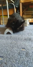 Pet Product For Cat Self Groomer Wall Brush Corner Cat Massage Self Groomer Comb Brush