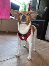 Elegante pajarita arnés tipo chaleco para perro con correa ajustable, Gato conjunto de Correa y arnés lindo arco nudo esmoquin para gatos gatito cachorro