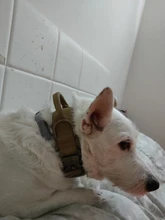 Collar táctico para perro, conjunto de correa ajustable para mascotas, entrenamiento militar al aire libre, caza, liberación rápida, perros medianos y grandes, Pastor Alemán