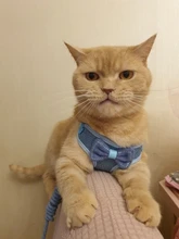 Breakaway Cat Collar Cute Bow Vests Cat Harness and Leash Cat Product Cat Accessories