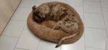 Cushion Dog-Bed Donut-Shape Washable Cute Removable Sofa Round Dog-Bed/cat-Bed-Supplies