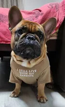 T-Shirt Cat Costume French Chihuahua Summer Fashion Cotton for Pet-Dog Letters-Printed