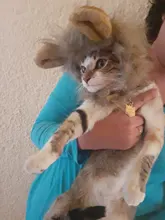 Disfraz de perro o gato Peluca de melena de León, gorro para gato, perro, ropa de Halloween y Navidad, vestido de lujo con orejas, ropa para mascotas