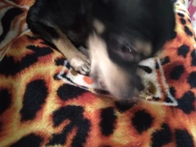 Pet-Accessories Dog-Toys Molar Oral-Deodorant Bones-Shape Tooth-Stick Cleaning Gum Bite