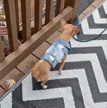 Coat Vest Jeans Puppy-Clothing Jacket Dog Pet-Dog Cowboy Denim XS-2XL for Small Dogs