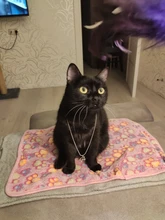 Collar con colgante de caballo y Animal para mujer, cadena de Color plata delicada, ropa, accesorios de joyería, venta al por mayor