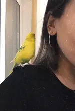 Pendiente falso de cartílago para mujer, pendiente de cristal de circonita, envoltura de oreja con Clip en la oreja