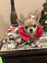 Dress Costume Dog-Puppy-Clothes PET PETCIRCLE Small Dog Classic Check Fit Pet-Cat All-Seasons