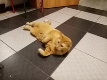 On-Toys Menthol Organic Premium Catmint Can-Be-Sprinkled And Pleasing