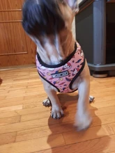 Arnés de Mascota para Bulldog Francés, correas pequeñas y medianas para perros, chaleco de cachorro francés, correa de plomo para perro que camina, productos para mascotas