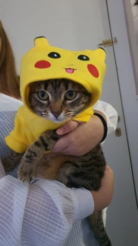 Fantasia ZC Pets Pikachu - Pokémon PP