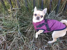 Pet-Dog-Jacket Harness Bulldog-Outfits Labrador Warm French Chihuahua Waterproof Large