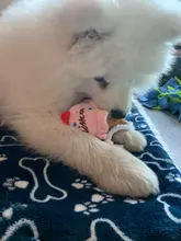 Pet-Supplies Dog-Toys Puppy-Training-Toy Carrot Banana Bite-Resistant Vegetable Dog Chew