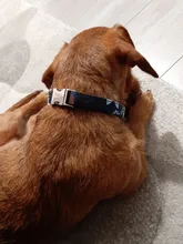 Collar de nailon para perro, personalizado con placa de etiqueta de identificación grabada para mascota, reflectante, perros pequeños, medianos y grandes